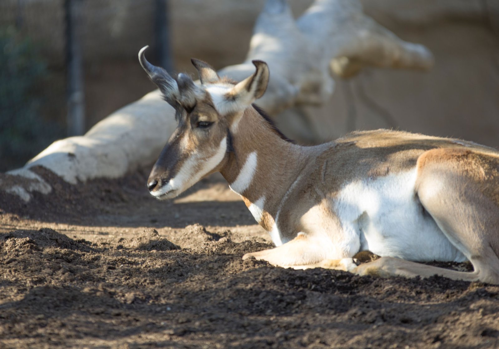 San Diego Zoo Part I 041